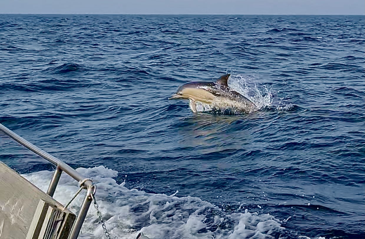 Delfine begleiten uns